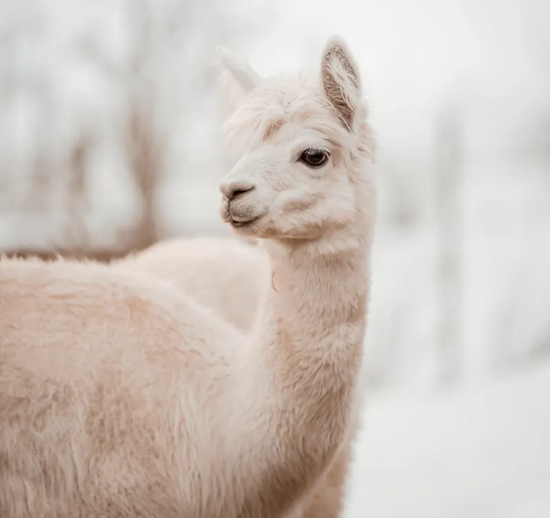 Alpadoro Bettwaren für Hotels